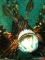   Yawning Lionfish ..  